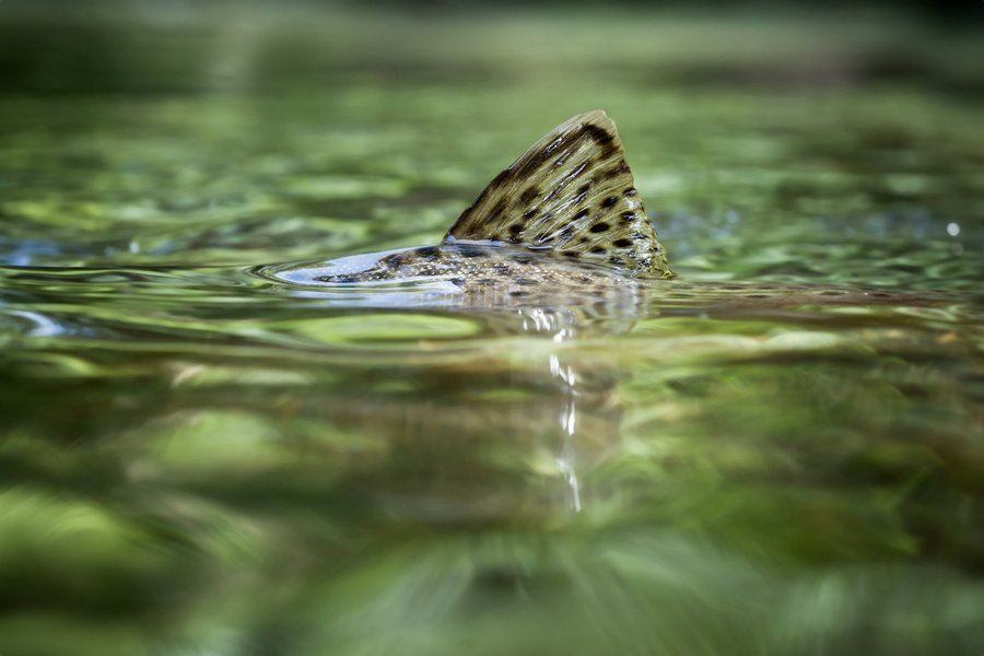 FischereiERLEBNIS an der ENNSquelle FischereiERLEBNIS an der ENNSquelle