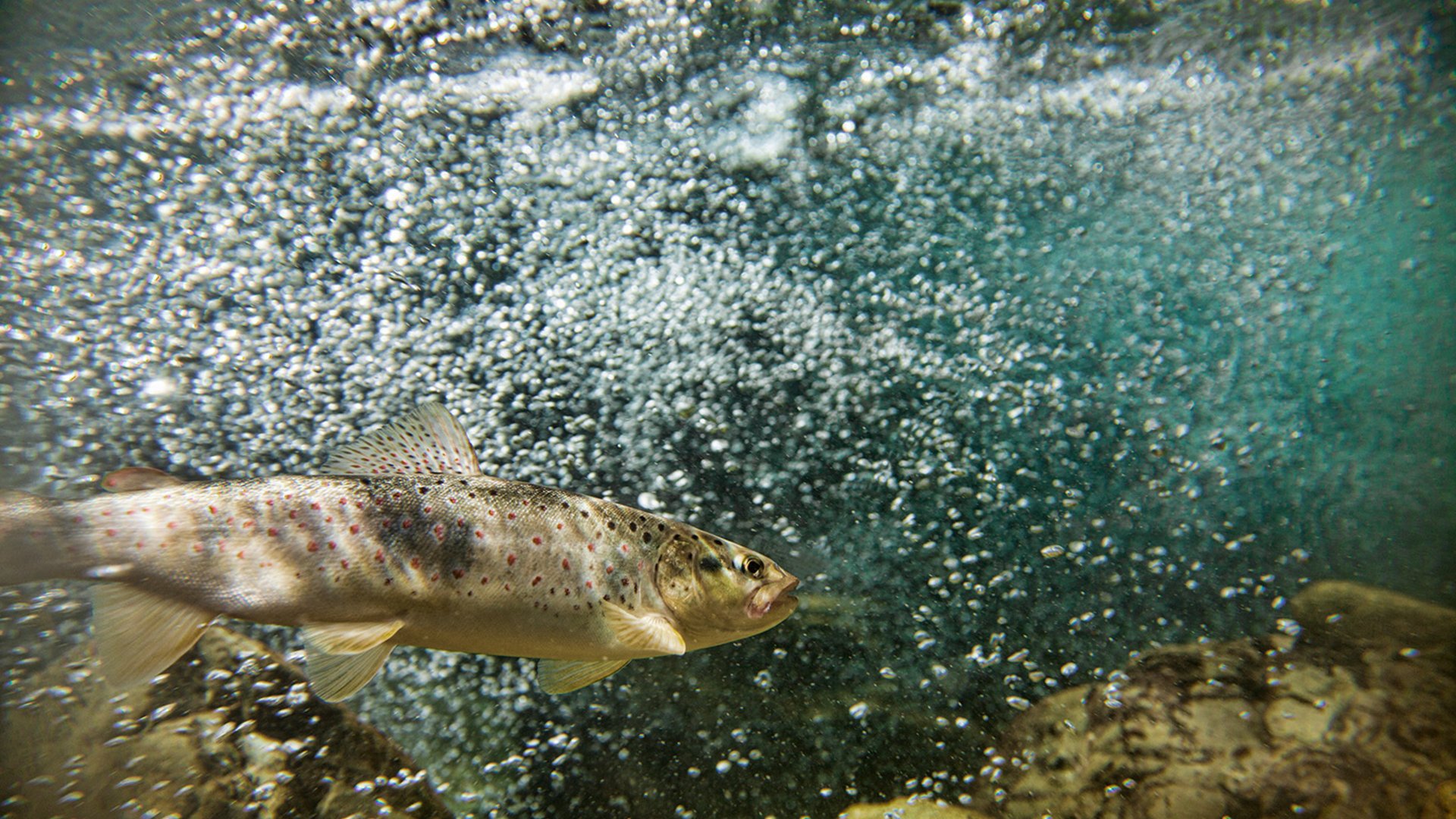 FischereiERLEBNIS an der ENNSquelle