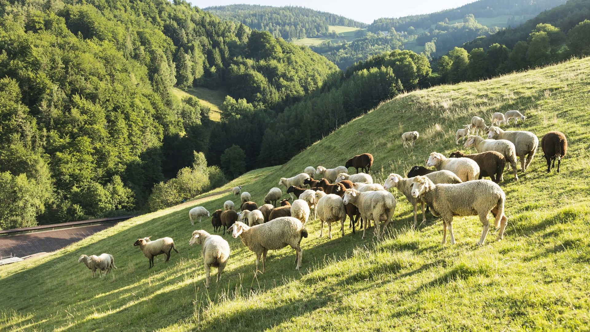 Partners of our accommodation in Schladming