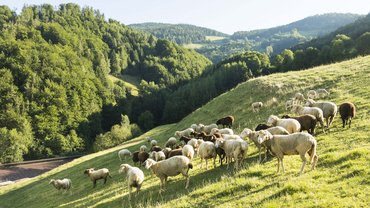 Die GENUSSpartner unseres Hotels in Schladming mit 4 Sternen Die GENUSSpartner unseres Hotels in Schladming mit 4 Sternen