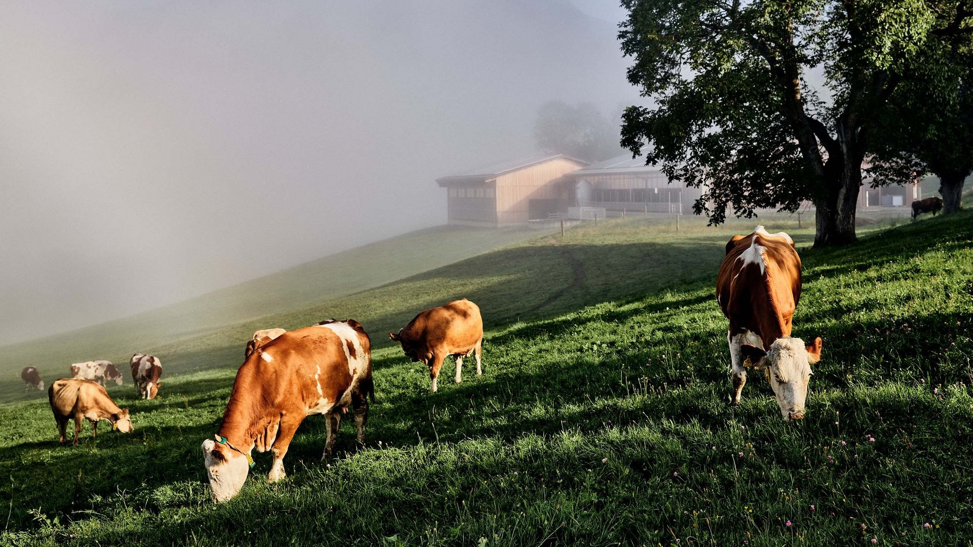 Die GENUSSpartner unseres Hotels in Schladming mit 4 Sternen Die GENUSSpartner unseres Hotels in Schladming mit 4 Sternen