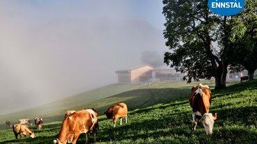 Die GENUSSpartner unseres Hotels in Schladming mit 4 Sternen Die GENUSSpartner unseres Hotels in Schladming mit 4 Sternen