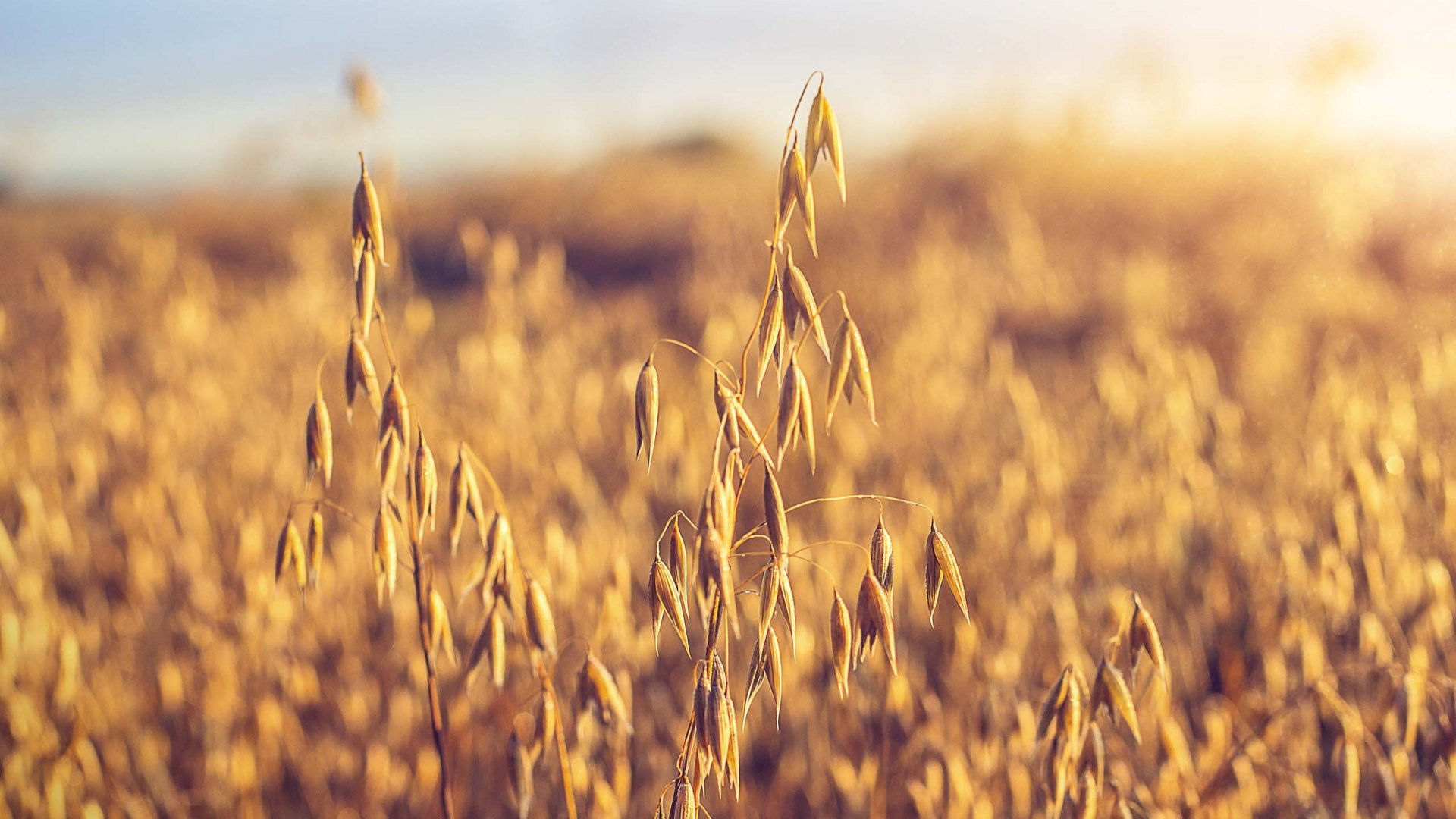 Die GENUSSpartner unseres Hotels in Schladming mit 4 Sternen Die GENUSSpartner unseres Hotels in Schladming mit 4 Sternen